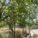 باغ محصور سند دار 1034 متری جیلارد