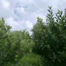 باغ ۲۵ ساله سیب و گردو